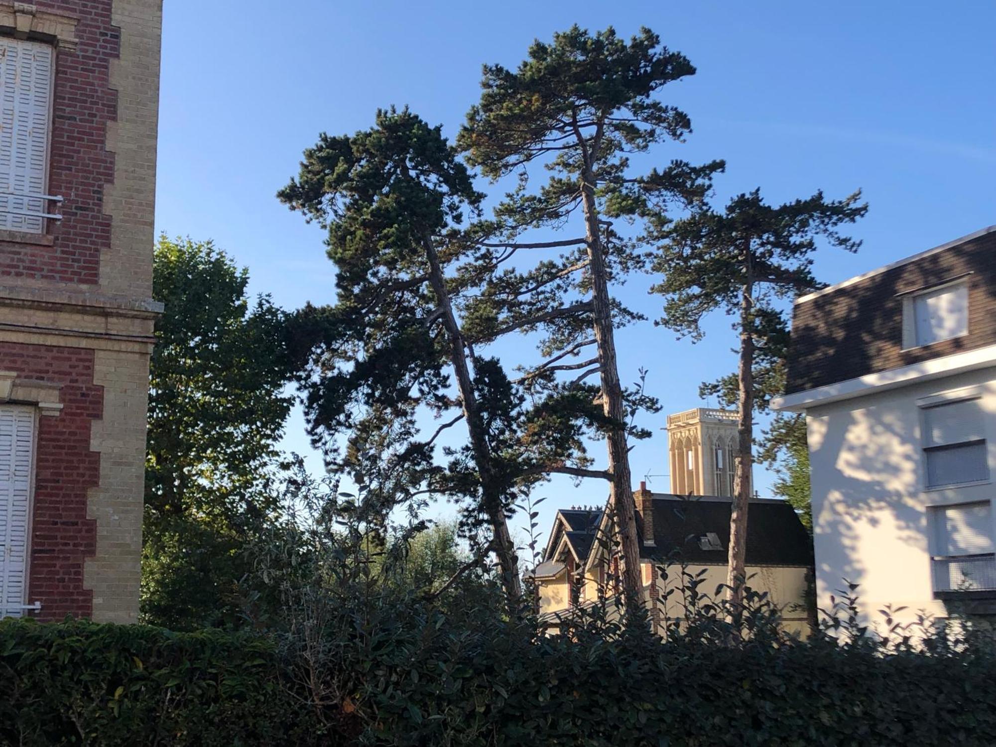 Les Pins Penches Lägenhet Villers-sur-Mer Exteriör bild